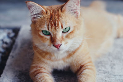 Close-up portrait of cat