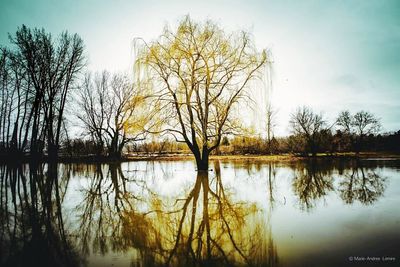 Bare trees by lake against sky