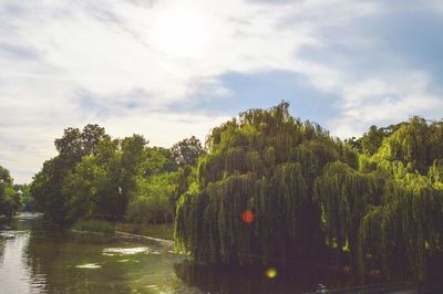 Scenic view of river amidst trees against sky