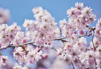 Pink sakura blossom branch in the park in gdynia