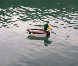Duck swimming in a lake