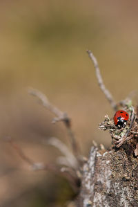 Close-up of ladybug