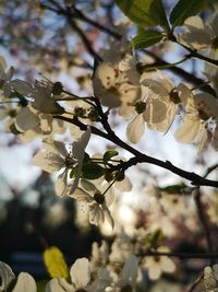 Close-up of cherry blossoms in spring