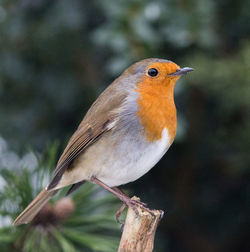 Close-up of bird perching on tree