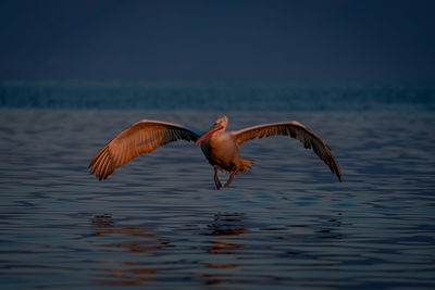 Bird flying over lake