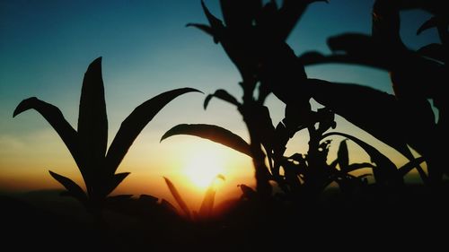 Close-up of sun shining through trees