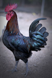 Black chicken rooster