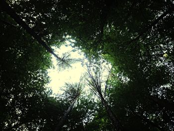 Low angle view of trees against sky