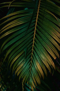 Close-up of palm tree