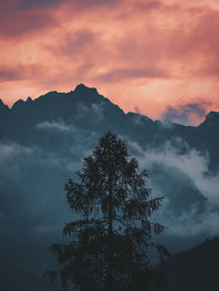 Low angle view of silhouette trees against sky during sunset