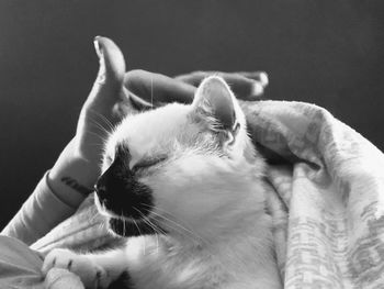 Close-up of a cat with eyes closed