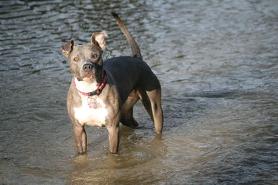 Portrait of dog running in water