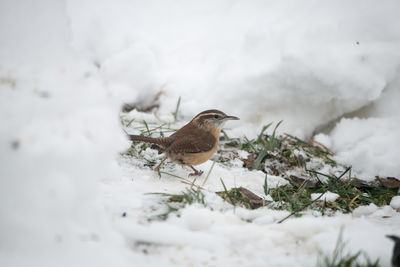 Close-up of bird perching on snow