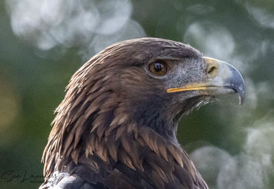 Close-up of eagle