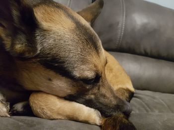 Close-up of dog sleeping on sofa