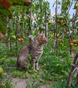 Cat on a tree