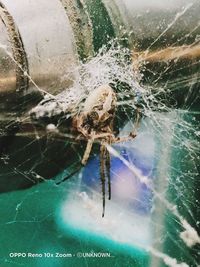 Close-up of spider on web against sea