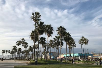 Palm trees in park against sky