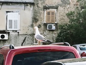 Seagull perching on a building