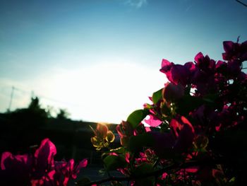 Close-up of pink bougainvillea blooming against sky