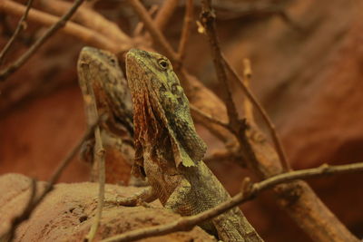 Close-up of lizard on branch