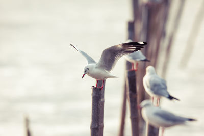 Seagull flying against blurred background