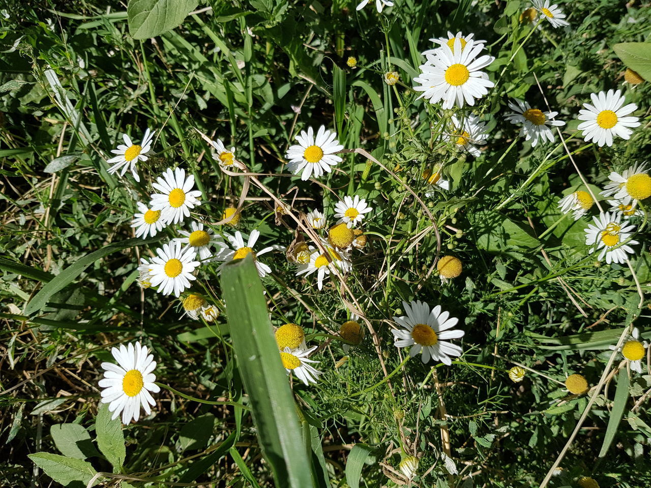 HIGH ANGLE VIEW OF DAISY FLOWERS ON FIELD