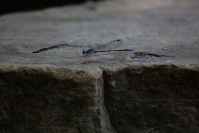 Close-up of damselfly on ground