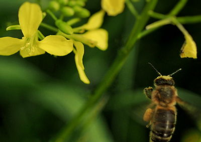 Close-up of insect on flower