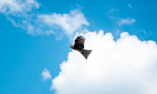 Low angle view of eagle flying against sky