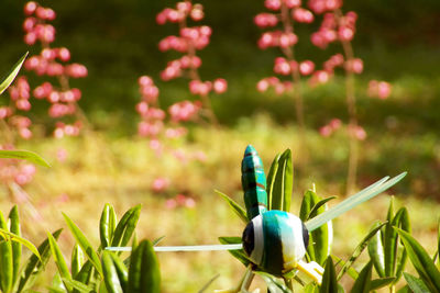 Close-up of flowering plants in the background and dragon fly representation in foreground on field