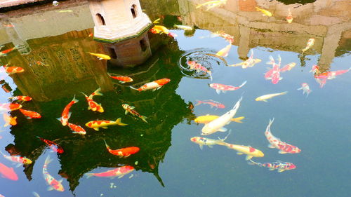 High angle view of koi carps swimming in lake