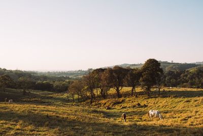 View of sheep grazing in the field