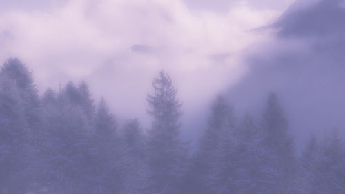 Low angle view of trees against sky during winter