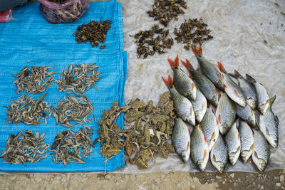 High angle view of fish for sale at market