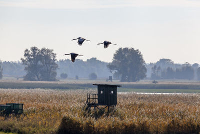 Cranes in mecklenburg-vorpommern