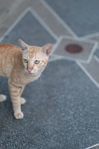 Portrait of cat on road