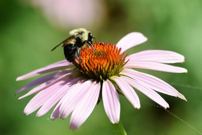 Close-up of butterfly pollinating on pink flower