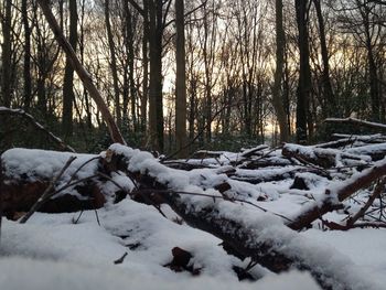 Snow covered trees in forest