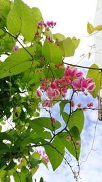 Low angle view of bougainvillea blooming on tree against sky