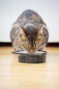Close-up of cat eating food