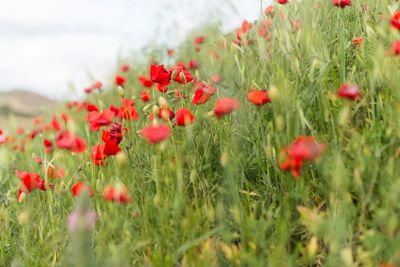 Close-up of red poppy flowers on field