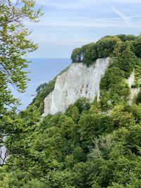 Scenic view of forest against sky