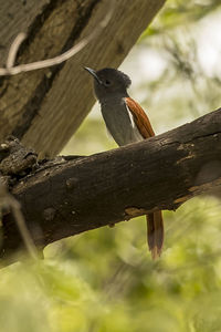 Close-up of bird perching on tree