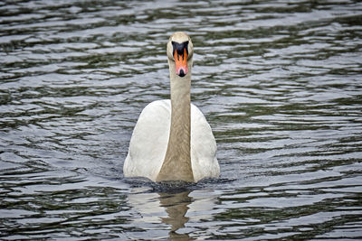 Swan swimming in lake