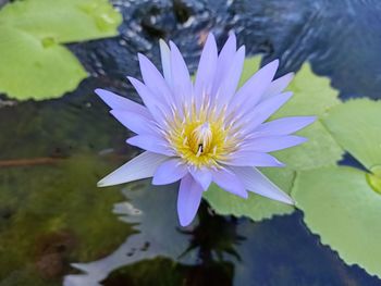 Close-up of lotus water lily in lake