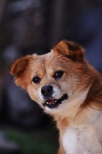 Close-up portrait of dog