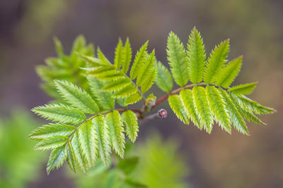 Close-up of green leaves