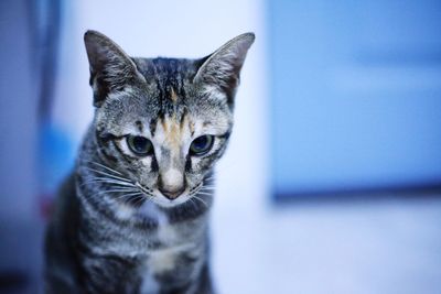 Close-up portrait of a cat