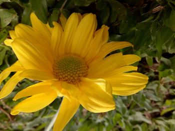 Close-up of yellow flower blooming outdoors